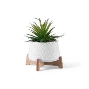 Potted Sword Grass (H21cm)